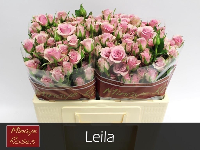 <h4>R TR LEILA</h4>