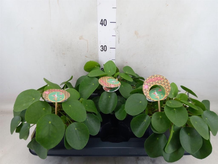 <h4>Pilea peperomioides</h4>