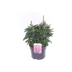 Veronica spicata Inspire Pink