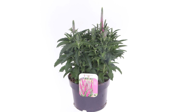 <h4>Veronica spicata Inspire Pink</h4>