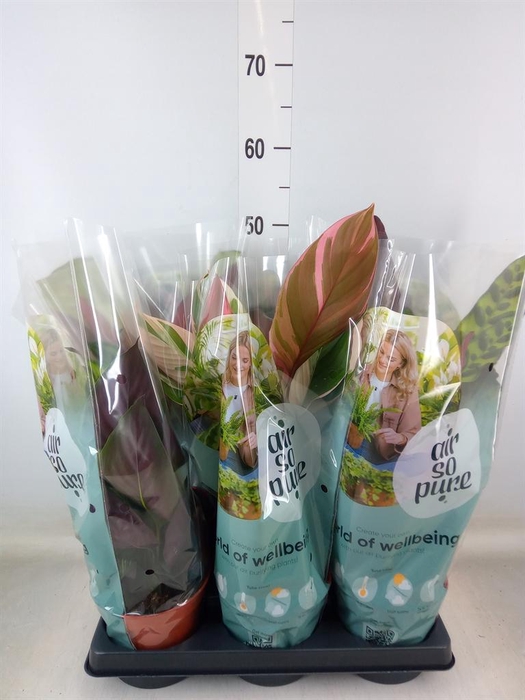 <h4>Calathea ...mix</h4>