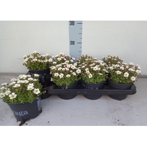 SAXIF AR IC PEARL WH