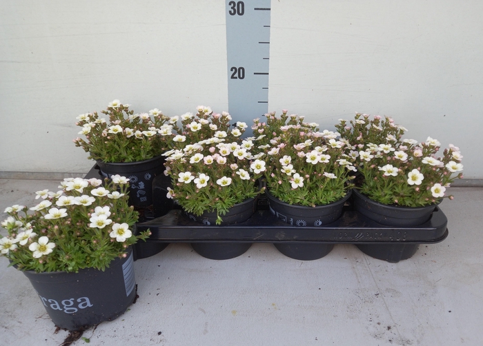 <h4>SAXIF AR IC PEARL WH</h4>