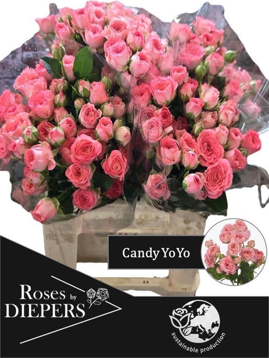 <h4>R TR CANDY YO-YO</h4>