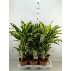 Dracaena fr de 'LemonLime'