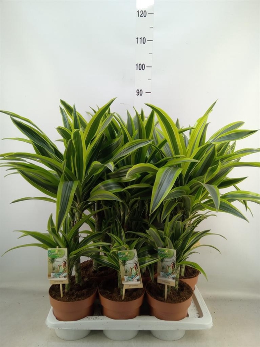 <h4>Dracaena fr de 'LemonLime'</h4>