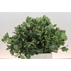 Pittosporum Ilan