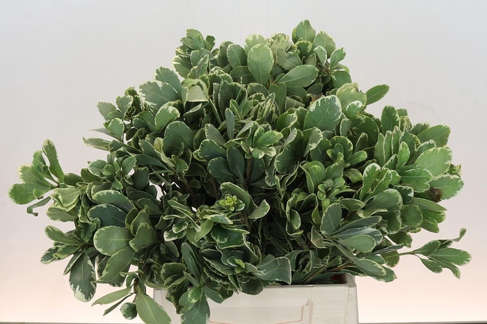 Pittosporum Ilan