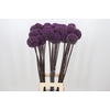 Allium  'Summer Drummer'