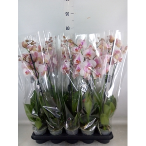 Phalaenopsis  'Anthura Madrid'