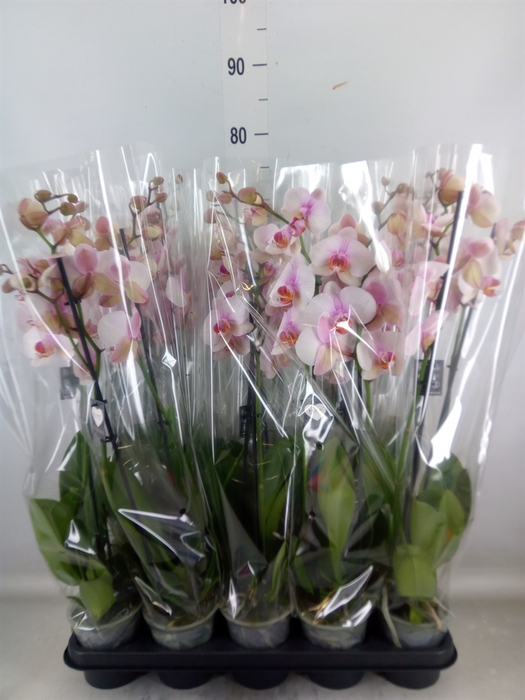 <h4>Phalaenopsis  'Anthura Madrid'</h4>