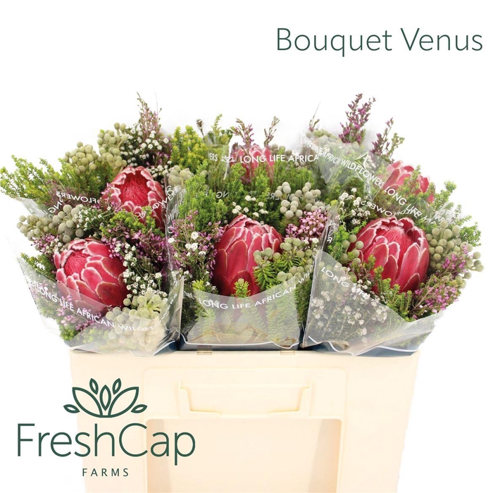 <h4>Bouquet Promo 1 Venus</h4>