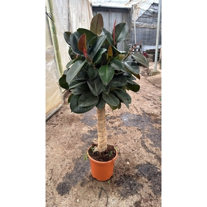 FIC EL ROBUSTA