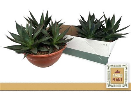 <h4>Agave Shaka Zulu</h4>