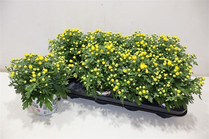 <h4>Chry Bl Beau Yellow</h4>