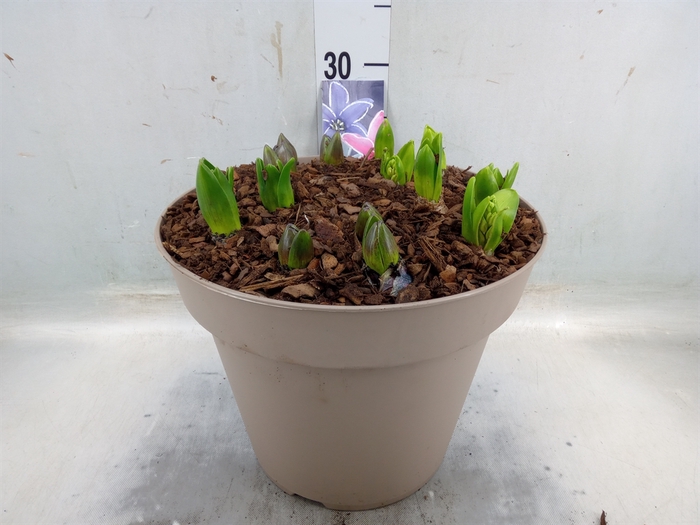 <h4>Hyacinthus orie. 'Pearl'  ...mix  3</h4>