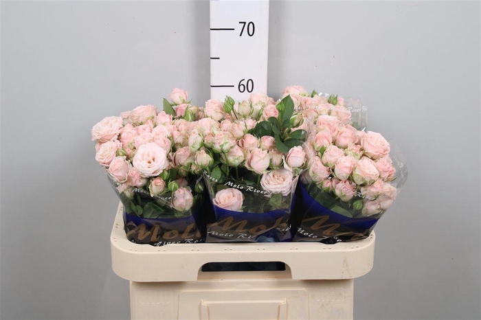 <h4>R Tr Bombastic</h4>