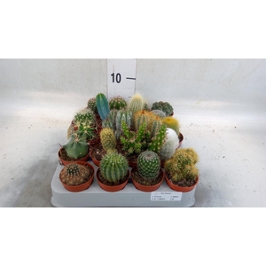 Cactus   ...mix