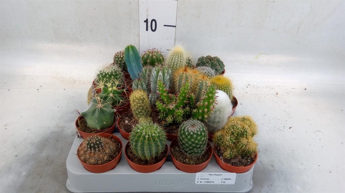 <h4>Cactus   ...mix</h4>