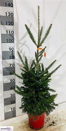 <h4>Abie Fraseri</h4>