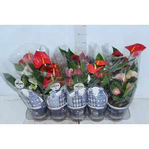 ANTHURIUM VARIADO P12