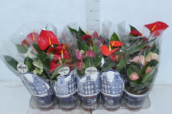 ANTHURIUM VARIADO P12