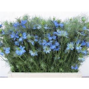 Nige D Ov Blauw Per Bos