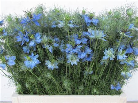 <h4>Nige D Ov Blauw Per Bos</h4>