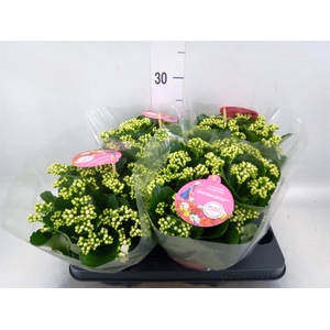 Kalanchoe blos. 'Gardenlina'  ..mix