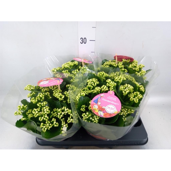 <h4>Kalanchoe blos. 'Gardenlina'  ..mix</h4>
