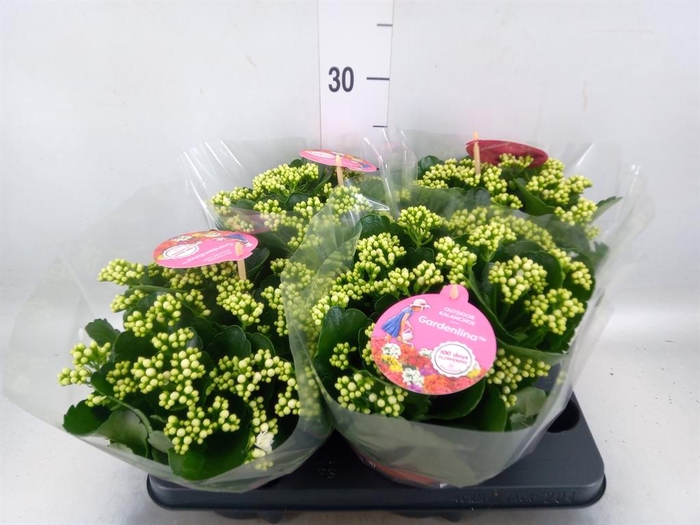 Kalanchoe blos. 'Gardenlina'  ..mix