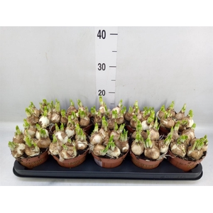 Narcissus  'Tete a tete'