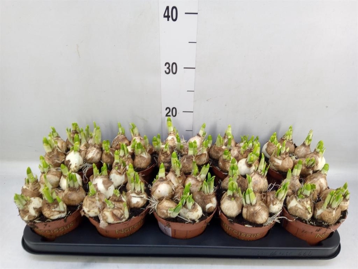 <h4>Narcissus 'Tete a tete'</h4>