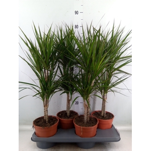 Dracaena marg.