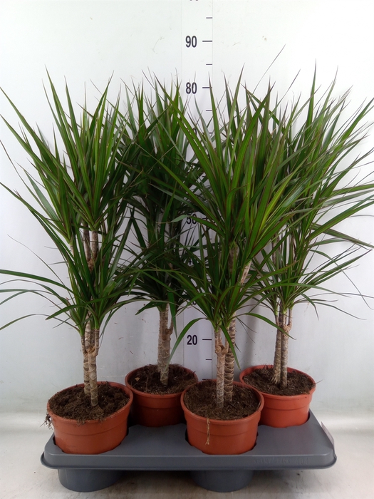 <h4>Dracaena marg.</h4>
