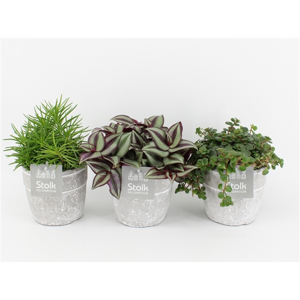 <h4>Pure Green mix in Stone Look Keramiek soorten : Rhipsalis, Tradescantia, Sedum</h4>