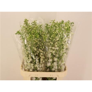 Delph El Mag F White Nice!!