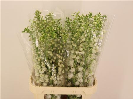 <h4>Delph El Mag F White Nice!!</h4>