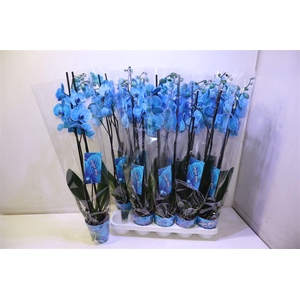 Phal Magic Blue