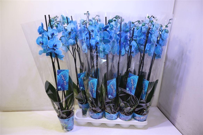 <h4>Phal Magic Blue</h4>