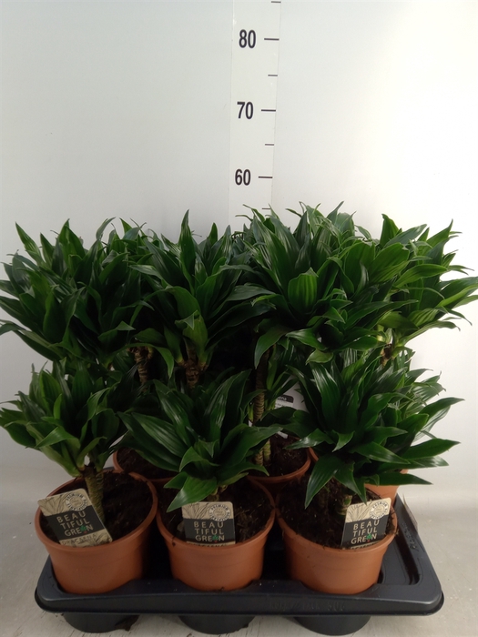 <h4>Dracaena frag. 'Compacta'</h4>