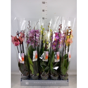 Phalaenopsis   ...mix  7