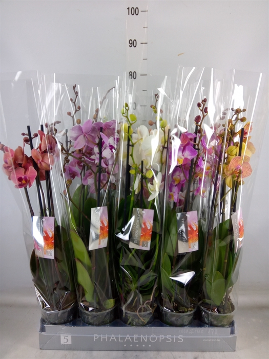 <h4>Phalaenopsis   ...mix  7</h4>
