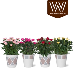 ARR ROSA POT