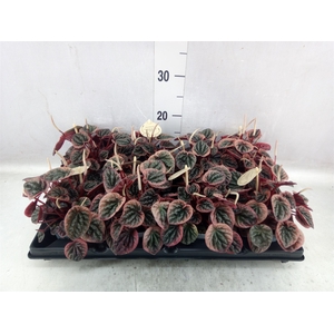 Peperomia