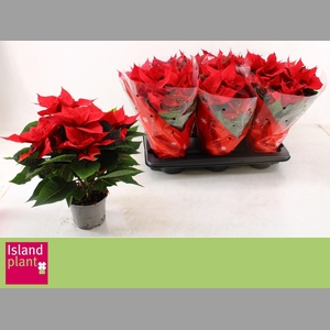 EUPHOR P CHR UNIVERS