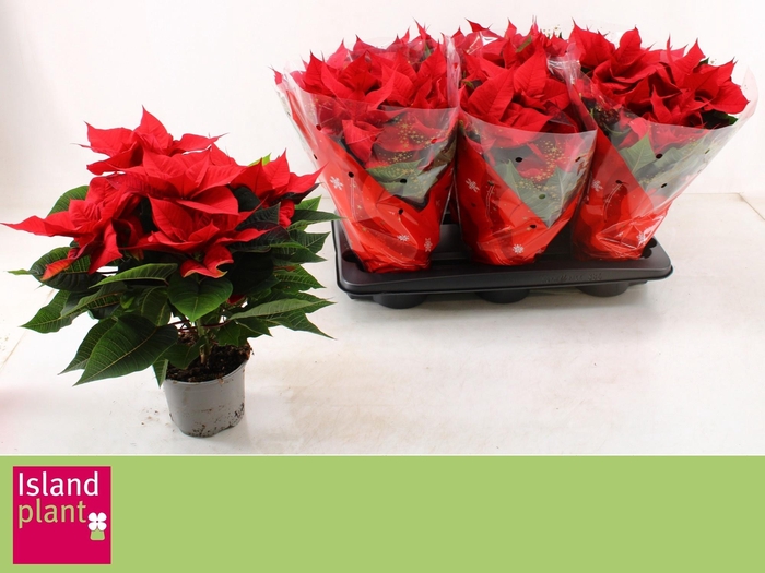 <h4>EUPHOR P CHR UNIVERS</h4>