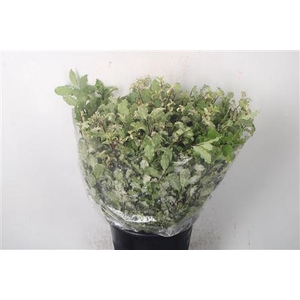 Pitto Neve Per Bunch