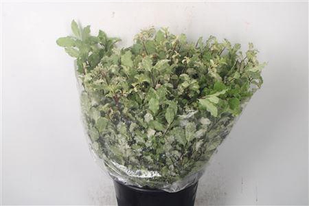 <h4>Pitto Neve Per Bunch</h4>