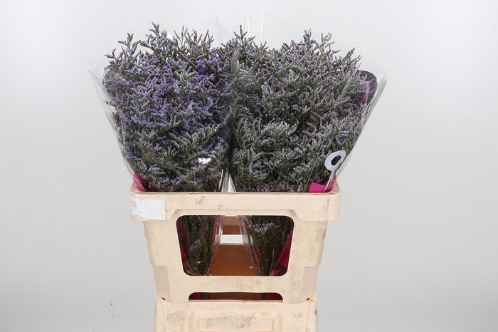 <h4>Lim Ov Skylight</h4>